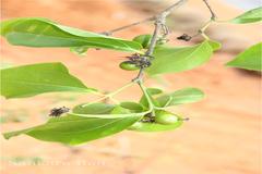 Strychnos nux-vomica